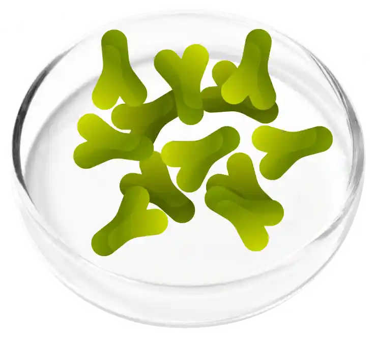 FemiCore Reviews 2026: Does It Actually Stop Bladder Leaks? 7 Lactobacillus Acidophilus