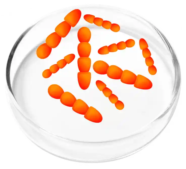 FemiCore Reviews 2026: Does It Actually Stop Bladder Leaks? 6 Lactobacillus Crispatus