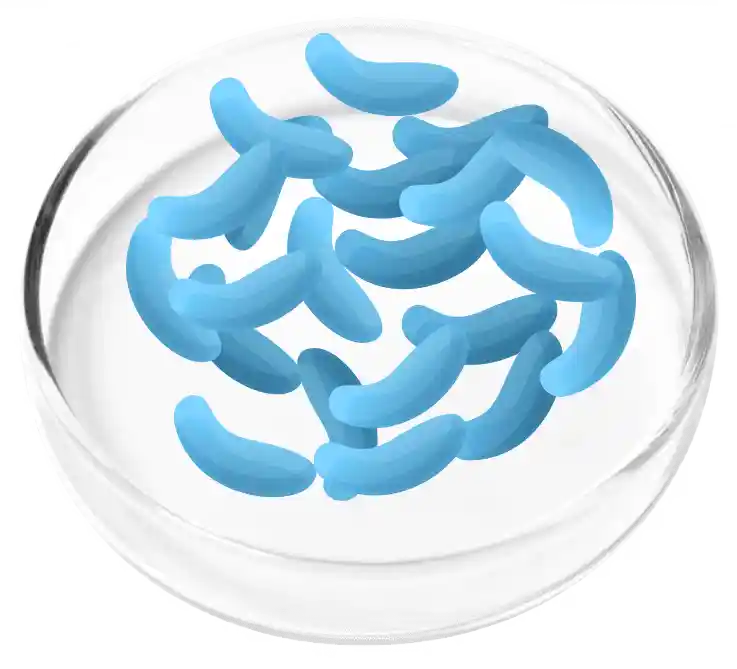 FemiCore Reviews 2026: Does It Actually Stop Bladder Leaks? 9 Lactobacillus Gaseri