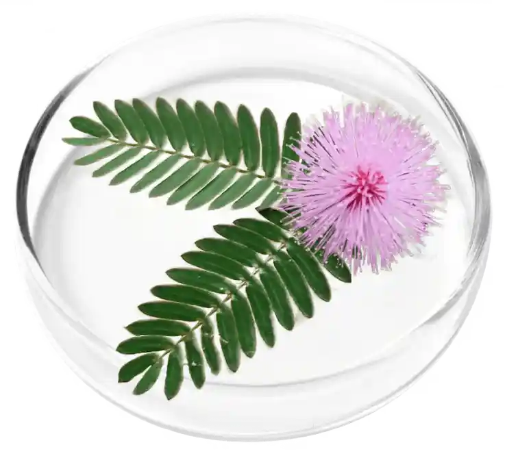 FemiCore Reviews 2026: Does It Actually Stop Bladder Leaks? 2 Mimosa Pudica