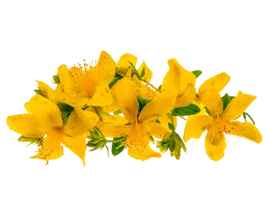 St. John's Wort Oil