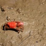are crabs bottom feeders the truth about their diet