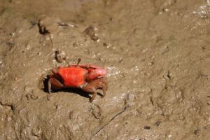 are crabs bottom feeders the truth about their diet