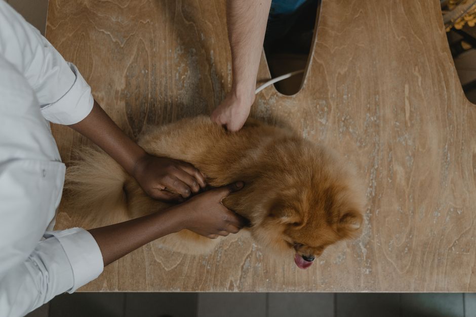 causes bloat in dogs