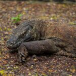 how deadly is a komodo dragon bite venom risk