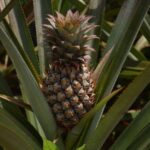 how do you get a pineapple to ripen