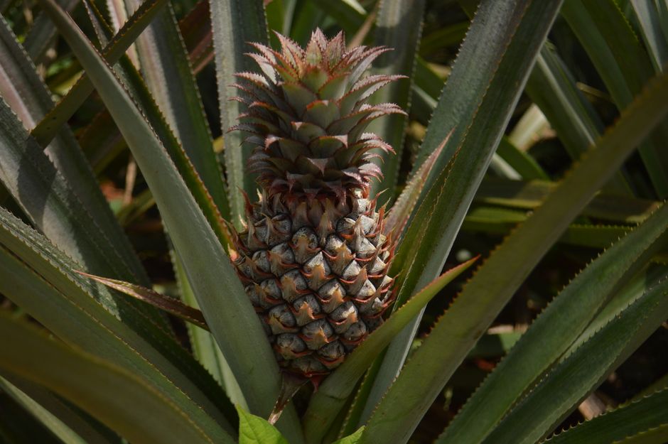 how do you get a pineapple to ripen