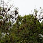 how long can bats live without food and water