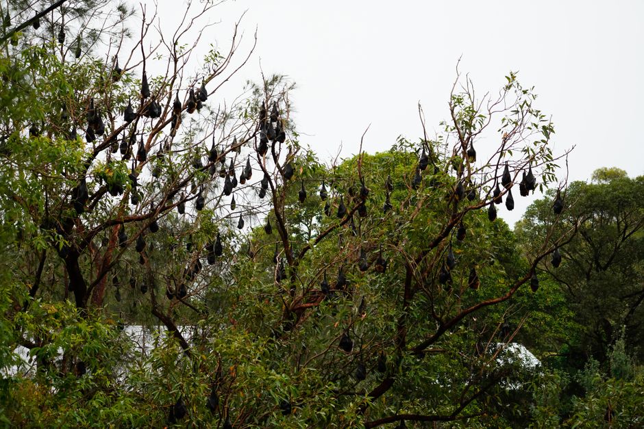 how long can bats live without food and water