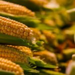 is corn gluten the same as wheat gluten
