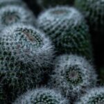 what are fuzzy white cacti and how do you care for them