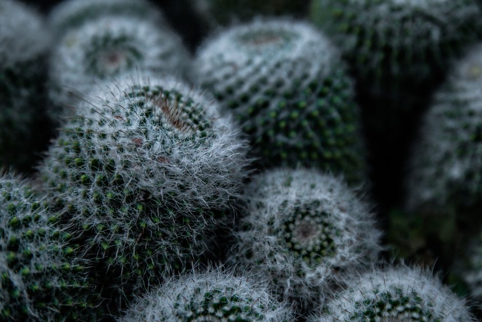 what are fuzzy white cacti and how do you care for them