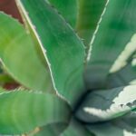 what is agave nectar