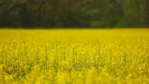 what is canola oil made out of