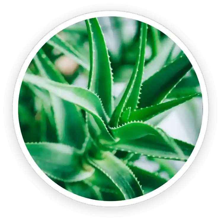 TerraCalm Reviews. Improves Nail Health Or A Marketing Scam? 25 Aloe Vera