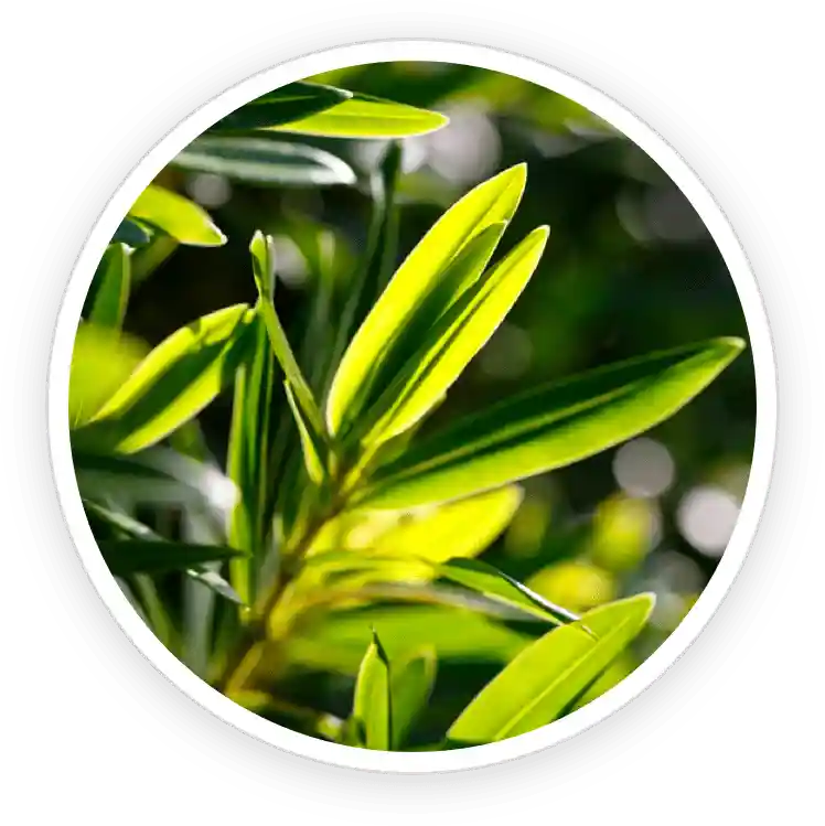 TerraCalm Reviews. Improves Nail Health Or A Marketing Scam? 20 Australian Tea Tree Oil