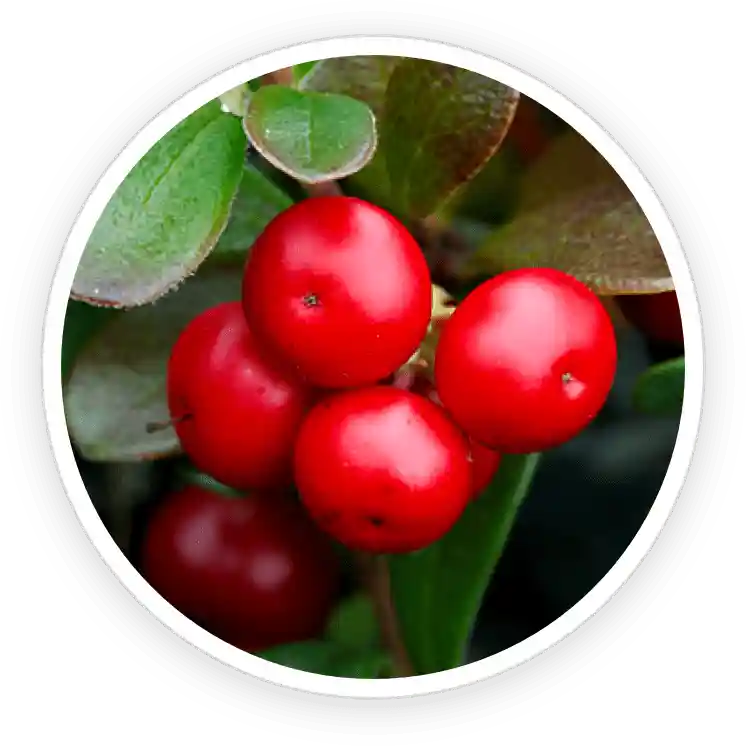 TerraCalm Reviews. Improves Nail Health Or A Marketing Scam? 34 Bearberry Extract