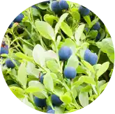 VisiFlora Reviews 2026: Does This Gut-Eye Vision Supplement Really Work? 15 Bilberry Extract