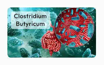 Clinically-studied Clostridium butyricum
