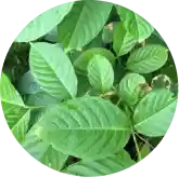 Corosolic Acid Banaba Leaf