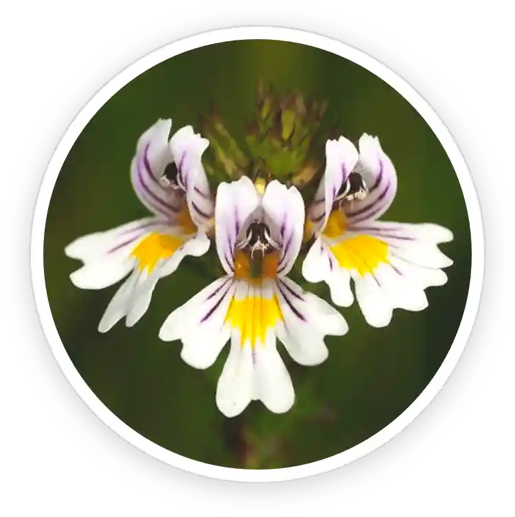 EyeFortin Reviews 2026: Complaints, Benefits, Scam or Legit? 21 Eyebright Extract