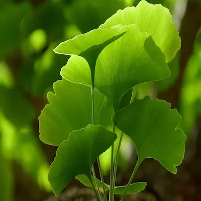 Zeneara Reviews & Complaints Analysis: What Evidence Shows 11 Ginkgo Biloba Extract