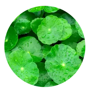 Nerve Armor Reviews 2026: Does It Work for Nerve Pain Or Not 12 Gotu Kola (Centella asiatica)