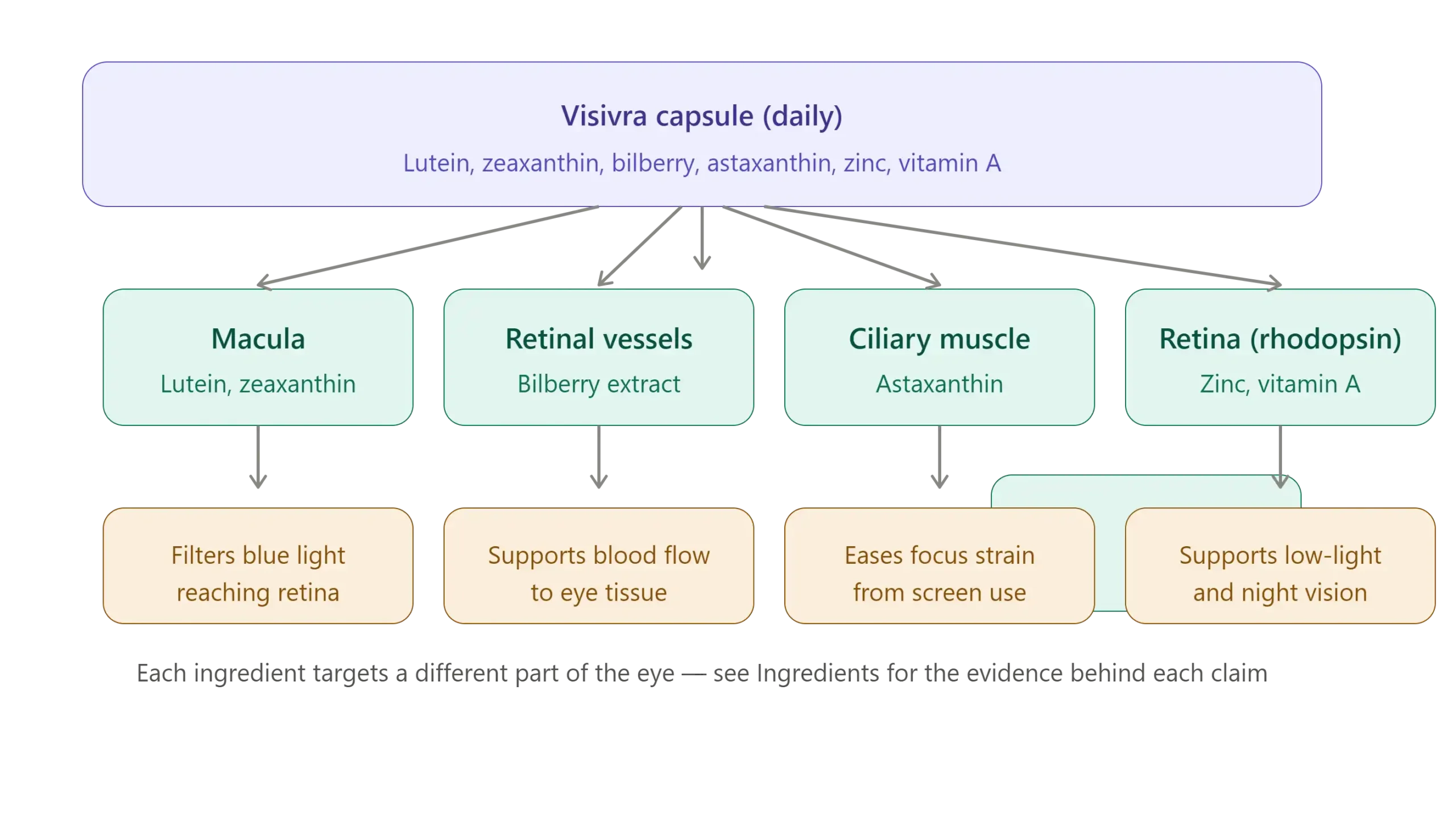 Visivra Reviews 2026: Analyzed User Complaints & Pros-Cons 10 How Visivra Works Mechanism Explained