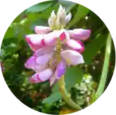 Kudzu Flower Extract