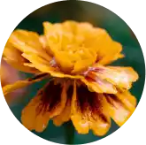 VisiFlora Reviews 2026: Does This Gut-Eye Vision Supplement Really Work? 12 Lutein and Zeaxanthin from Marigold