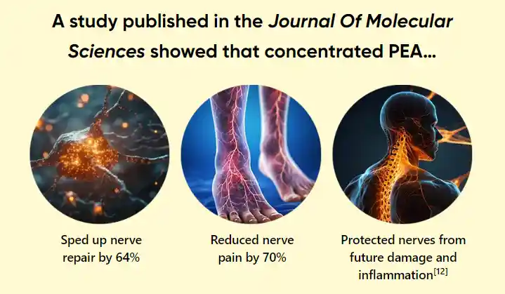 Nerve Armor Reviews 2026: Does It Work for Nerve Pain Or Not 17 Nerve Armor Palmitoylethanolamide Benefits
