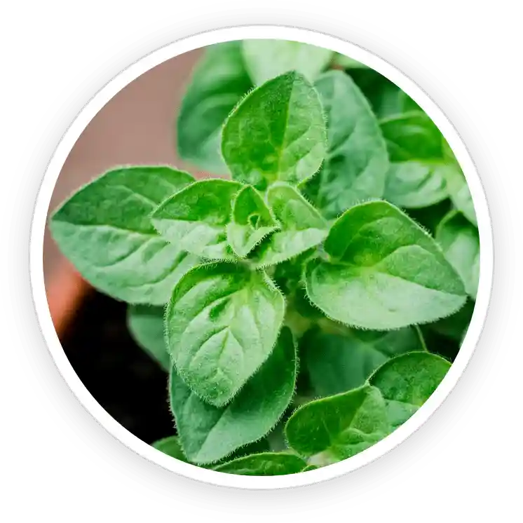 TerraCalm Reviews. Improves Nail Health Or A Marketing Scam? 21 Oregano Essential Oil