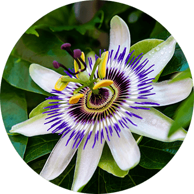 Zeneara Reviews & Complaints Analysis: What Evidence Shows 13 Passion Flower Powder