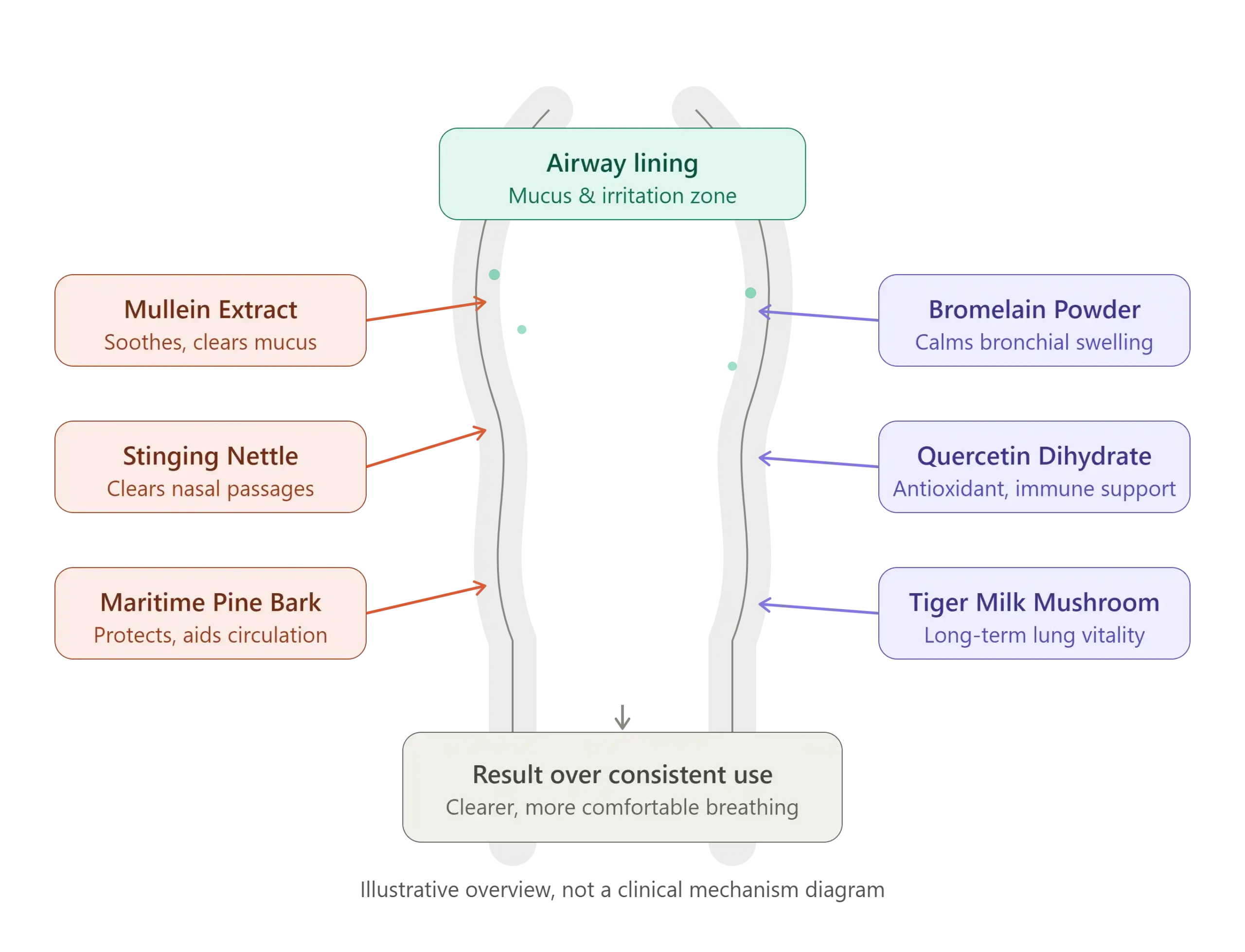 Pulmo Balance Reviews & Complaints: Formula Legit or Scam? 11 Pulmo Balance Mechanism