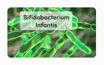 Stabilized Bifidobacterium infantis