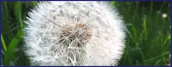 Ikaria Lean Belly Juice Reviews: Helps In Weight Loss Or Not? 23 Taraxacum (Dandelion Root)
