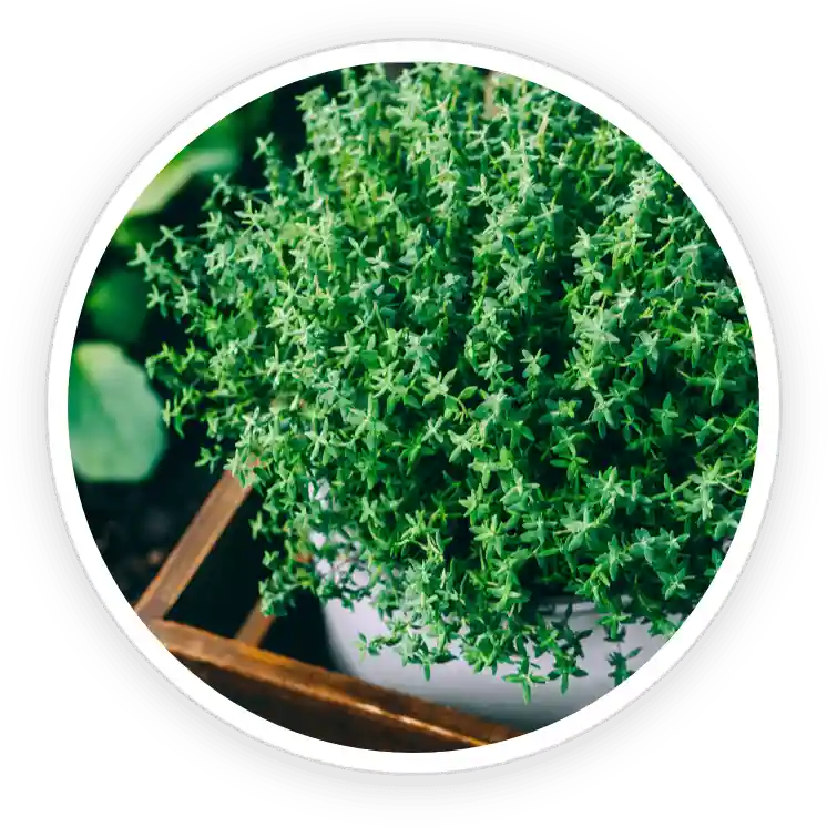 TerraCalm Reviews. Improves Nail Health Or A Marketing Scam? 22 Thyme Essential Oil