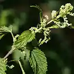 Urtica Dioica (Stinging Nettle)