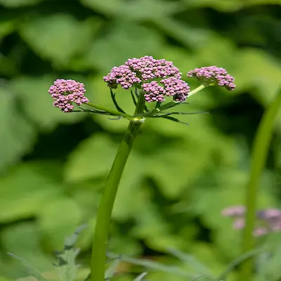 Zeneara Reviews & Complaints Analysis: What Evidence Shows 14 Valerian Extract