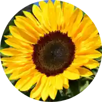 Vitamin E