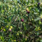 are olives a fruit or vegetable
