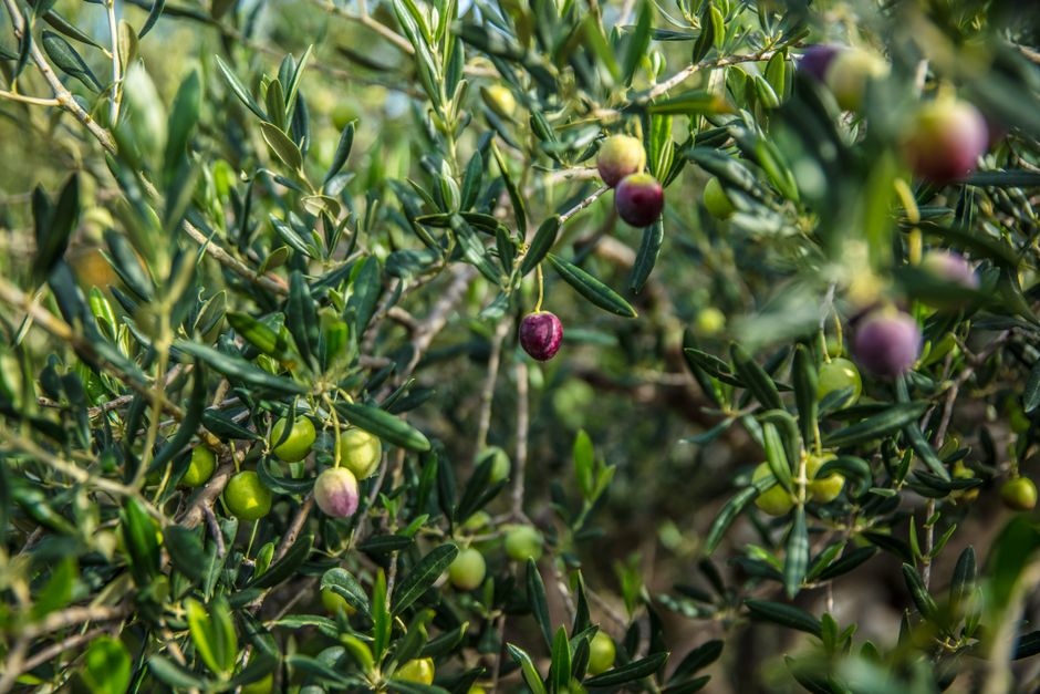 are olives a fruit or vegetable