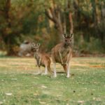can kangaroos pause their pregnancy