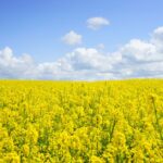 can you mix vegetable oil and canola oil