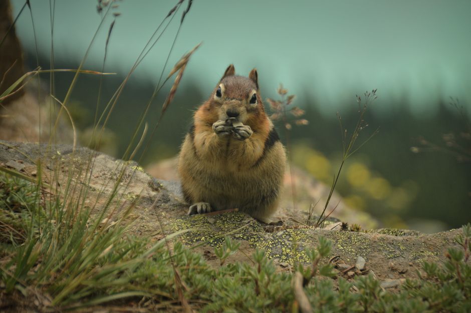 do chipmunks eat mice the facts on a chipmunks diet