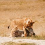 do lions attack humans