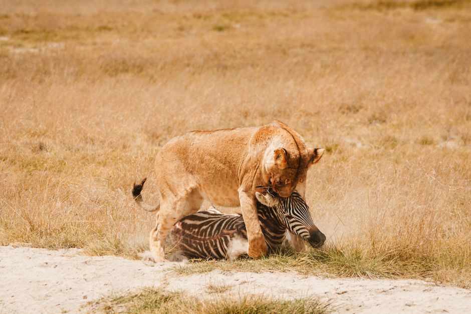 do lions attack humans