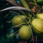 does coconut oil help hair grow