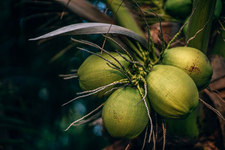 does coconut oil help hair grow