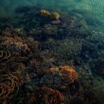 does coral sting what happens and how to treat it